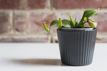 Healthy green potted pitcher plant in black pot - Nepenthes