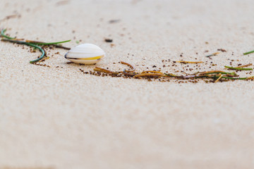 Seashell on the beach with copy space