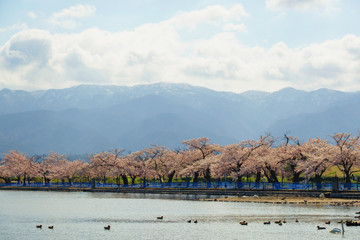瓢湖と桜