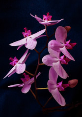 Purple orchid flowers on a dark background. Phalaenopsis flower. Vertical photo. Purple chic orchid close-up on a black background. unusual, interesting perspective