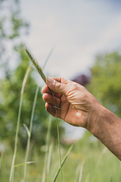 Observation d'une c&eacute;r&eacute;ale