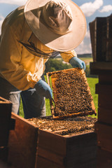 A beekeeper checking his beehive - obrazy, fototapety, plakaty