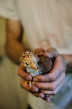 Un &eacute;leveur tient une jeune poule pondeuse