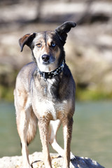 Huskimischling 
