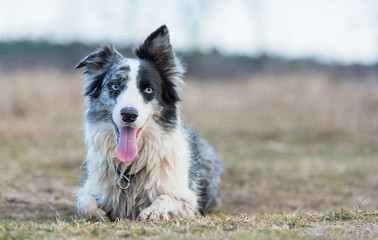 Border Collie dog listen in training