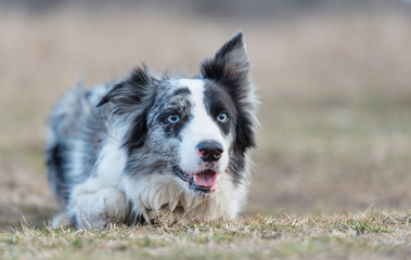 Border Collie dog listen in training