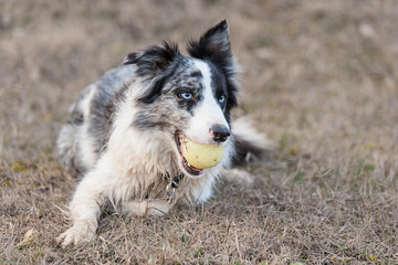 Border Collie with a ball in training