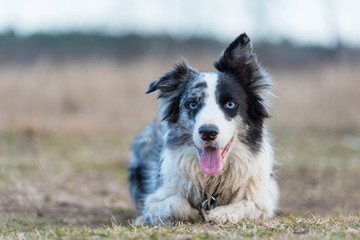 Border Collie dog listen in training