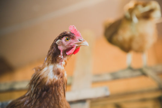 Poule pondeuse dans poulailler