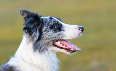 Closeup portrait of a Border Collie