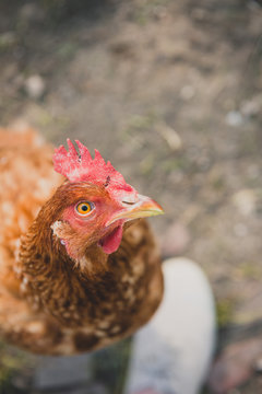 Regard d'une poule pondeuse