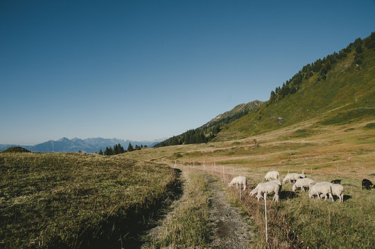 Brebis en estive dans les Alpes