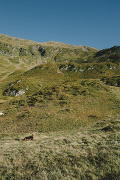 Ch&egrave;vre en estive dans les Alpes