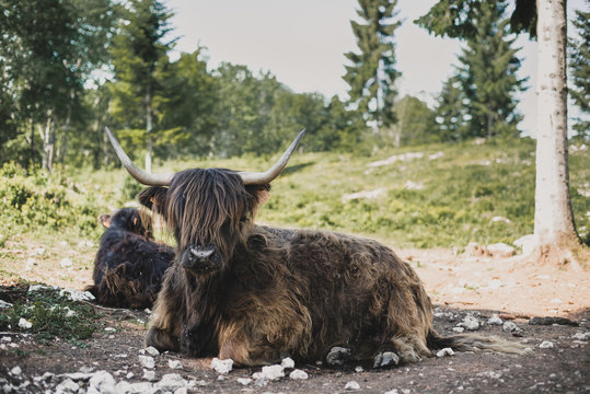 Vache highland couch&eacute;e dehors