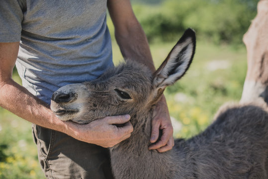 Eleveur caresse un petit ane