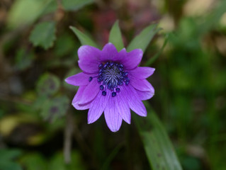Stamens of purple flower in the garden