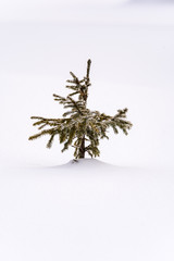 MInimalist scene of a small tree in snow