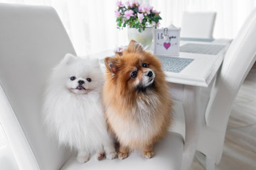 two pomeranian spitz dogs sitting on a chair by the kitchen table