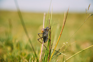 Migratory Locust invasion in dry season. 