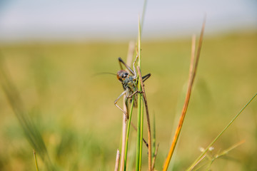 Migratory Locust invasion in dry season. 