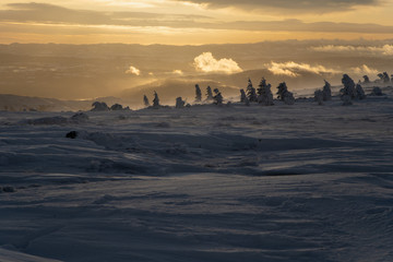 Landscape of Vladeasa mountain peak covered in snow with iced spruce trees