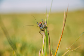 Migratory Locust invasion in dry season. 