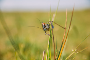 Migratory Locust invasion in dry season. 