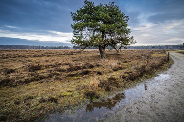 Fototapeta na wymiar An old tree in the middle of the heath on a rainy winter day in the Veluwe nature park in the Netherlands