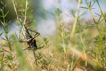 Migratory Locust invasion in dry season. 