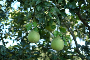 Close up the pomelo fruit hanging on the pomelo tree. Tubtim Siam pomelo Pak Phanang is sweet and...