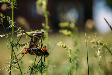 Migratory Locust invasion in dry season. 
