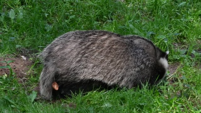 European badger (Meles meles) foraging and looking for insects and worms in meadow