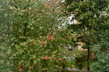 green trees in the yard