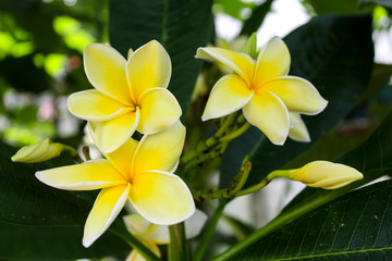 Obraz premium Yellow Plumeria flower with white edges. Close up with background of dark green leaves