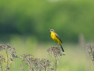The western yellow wagtail (Motacilla flava) is a small passerine in the wagtail family Motacillidae.