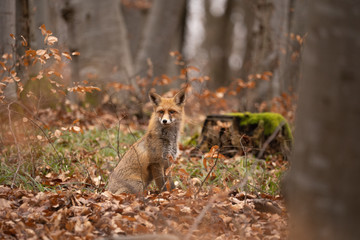 Naklejka na ściany i meble European red fox (Vulpes vulpes) in the forest