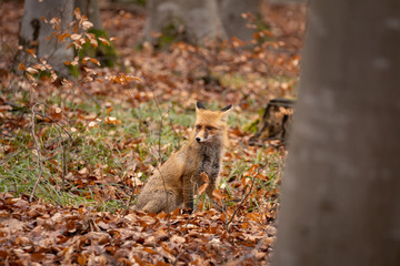 European red fox (Vulpes vulpes) in the forest