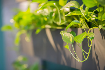 Macro shot of green plant in wide green pot