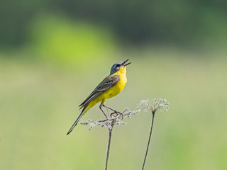 The western yellow wagtail (Motacilla flava) is a small passerine in the wagtail family Motacillidae.
