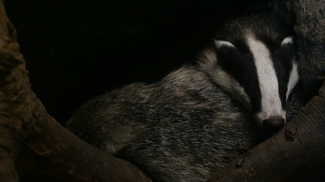 European badger (Meles meles) sleeping in den / sett / burrow in forest