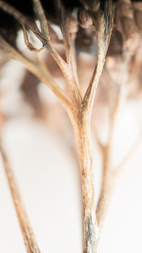 Dry plants, with different points of focus, close-up, macro.
