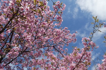 Cherry Blossom Japan