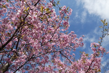 Cherry Blossom Japan