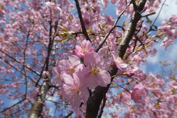 Cherry Blossom Japan