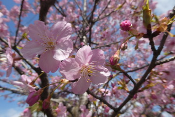 Cherry Blossom Japan