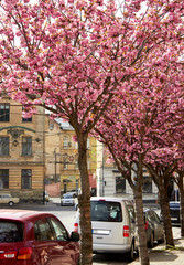 cars under sakura tree,parked cars in spring under flowering sakura trees, sakura blossomed over car in city