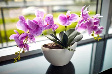 Foto op Canvas pink orchid in the pot © fox17
