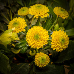 Mehrere kleine gelbe Chrysanthemen als Teil eines Blumenstraußes