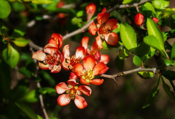 Nature floral background. Flowering quince. Flowers of Japanese pear. Live wall of flowers in a spring garden. Red quince flowers close-up.