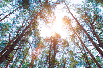 Mighty coniferous forest on a sunny day, view from below.
